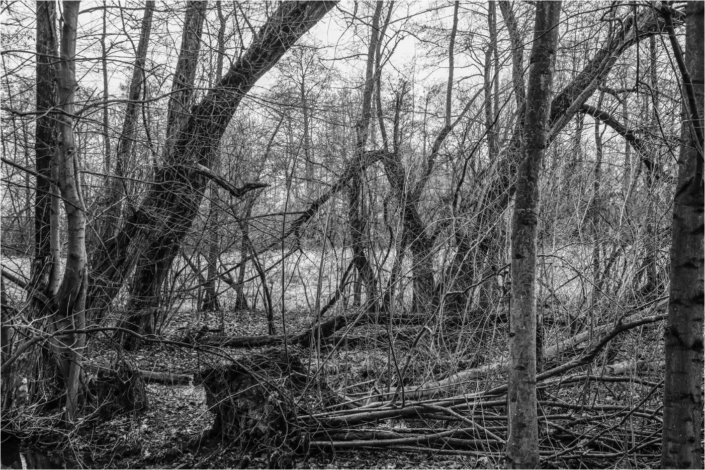 Wild Side (1) Foto & Bild | art, world, wald Bilder auf fotocommunity