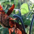 Wild Sonnenblume