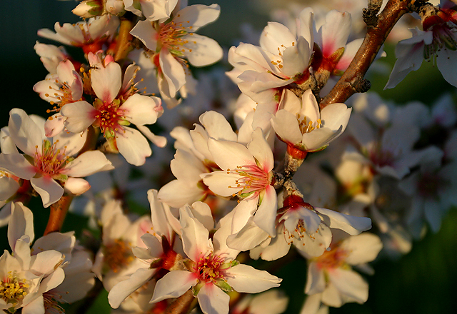 Wild spring blossom