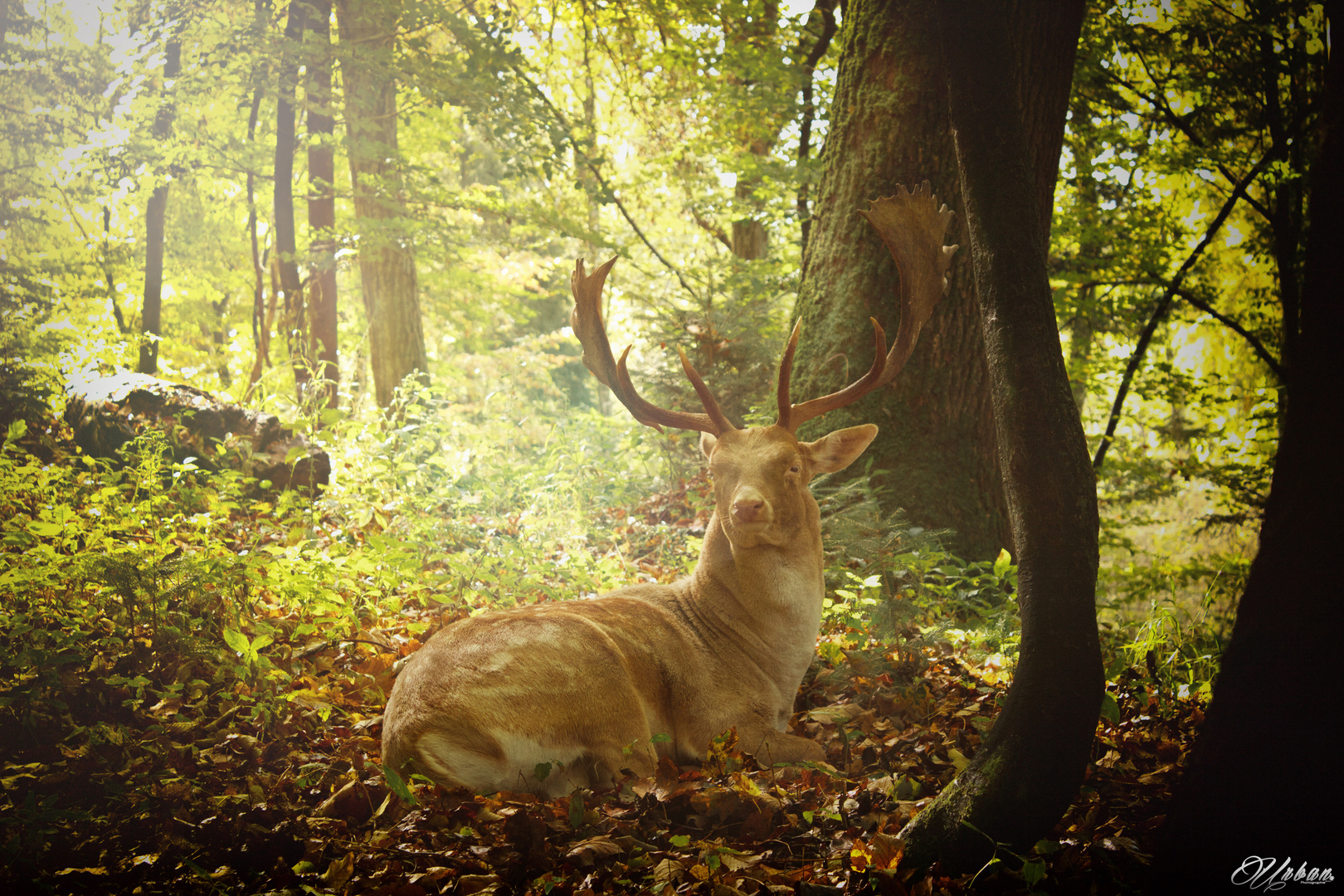 Wild Stag