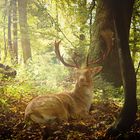 Wild Stag