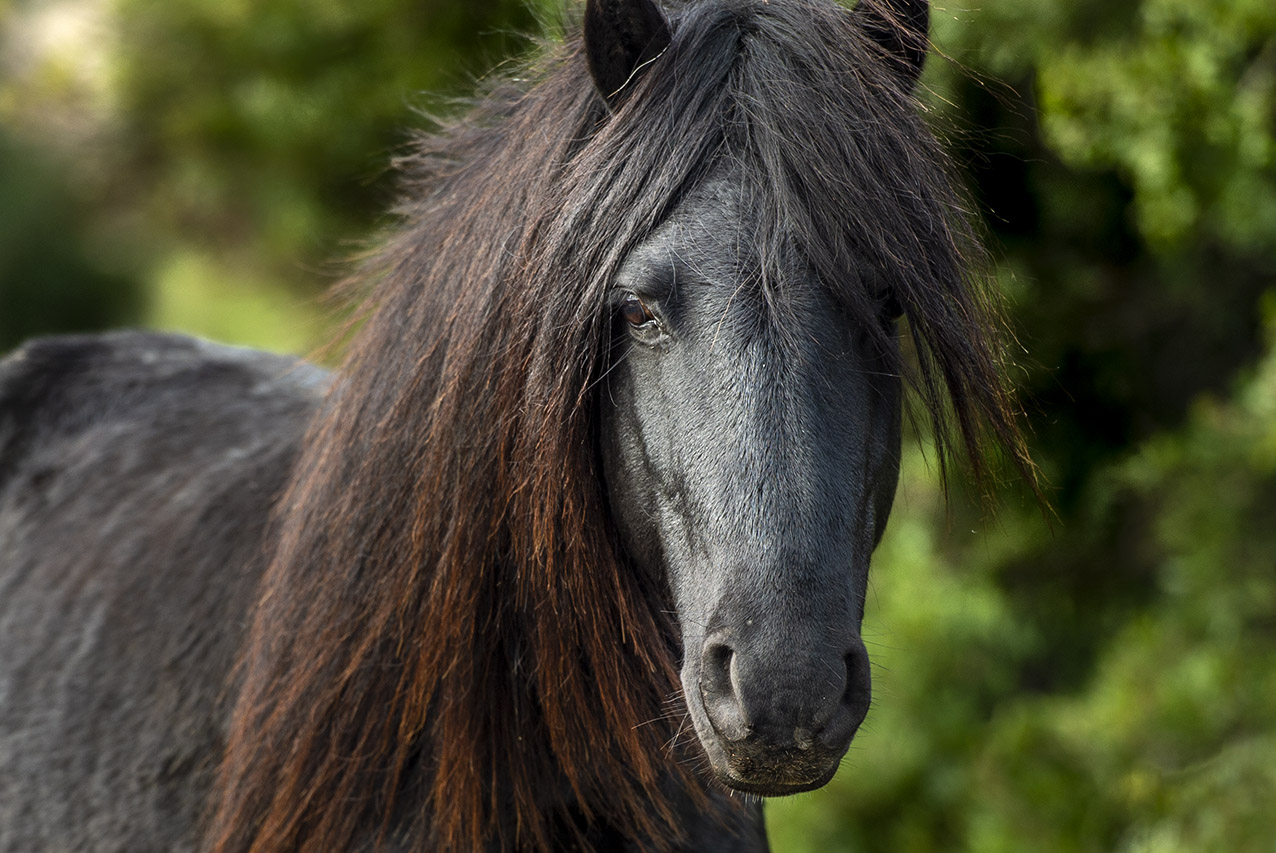 Wild stallion of the Giara de Gesturi, Sardegna