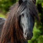 Wild stallion of the Giara de Gesturi, Sardegna