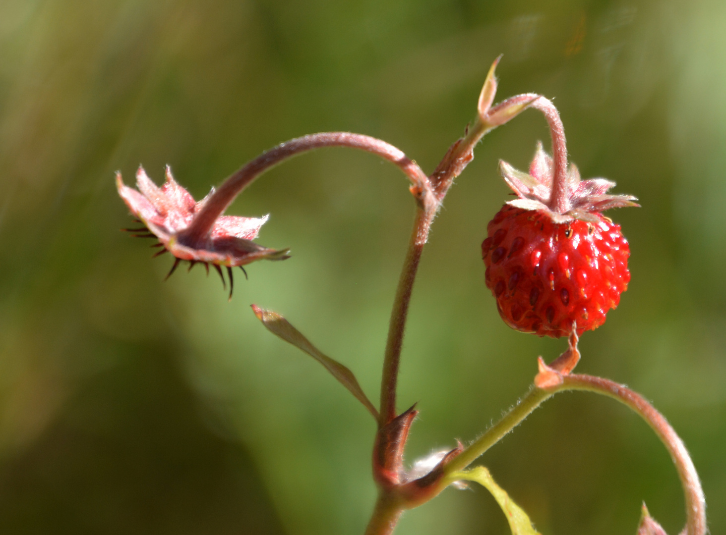 Wild straubery