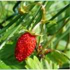 wild Strawberry