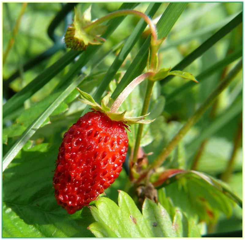 wild Strawberry