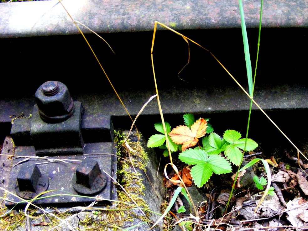 Wild strawberry