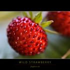 wild strawberry