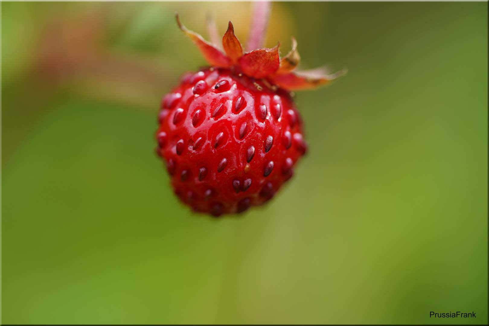 Wild strawberry in the Black Forest