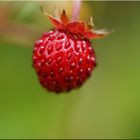 Wild strawberry in the Black Forest