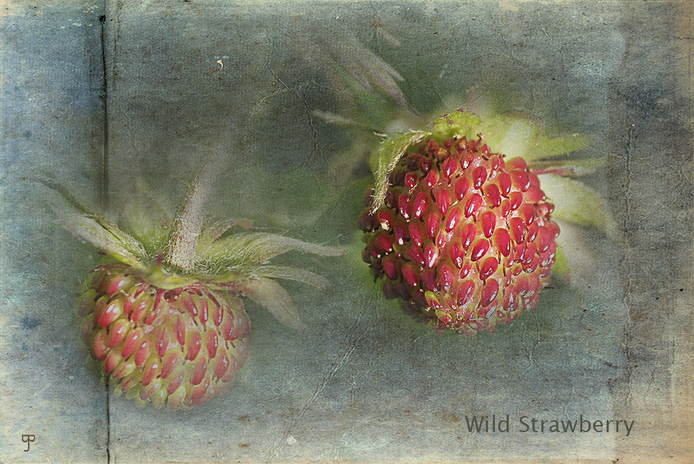 Wild Strawberrys
