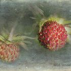 Wild Strawberrys