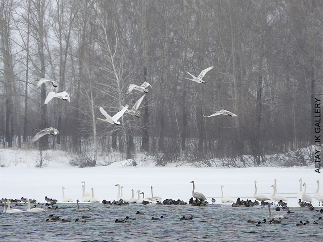 WILD SWANS ALTAY