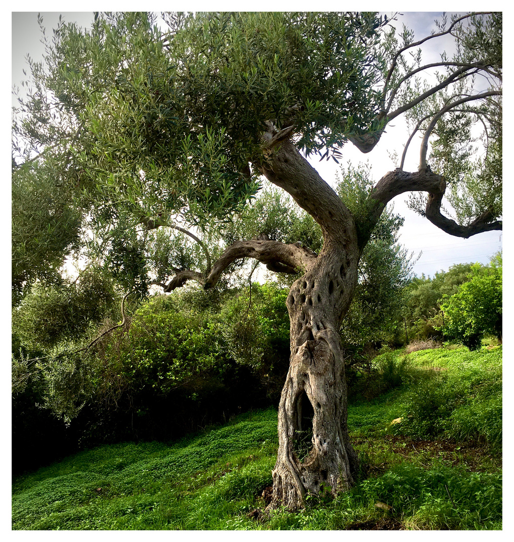 wild tanzende Olivenfrau