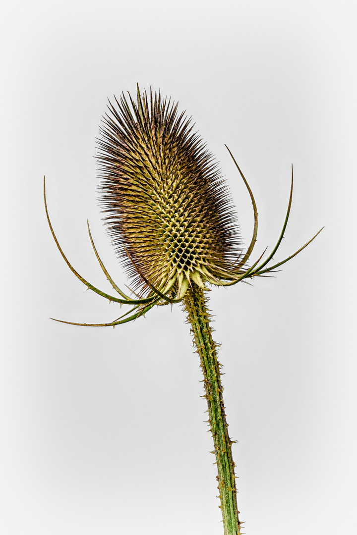 Wild Teasel