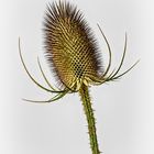 Wild Teasel