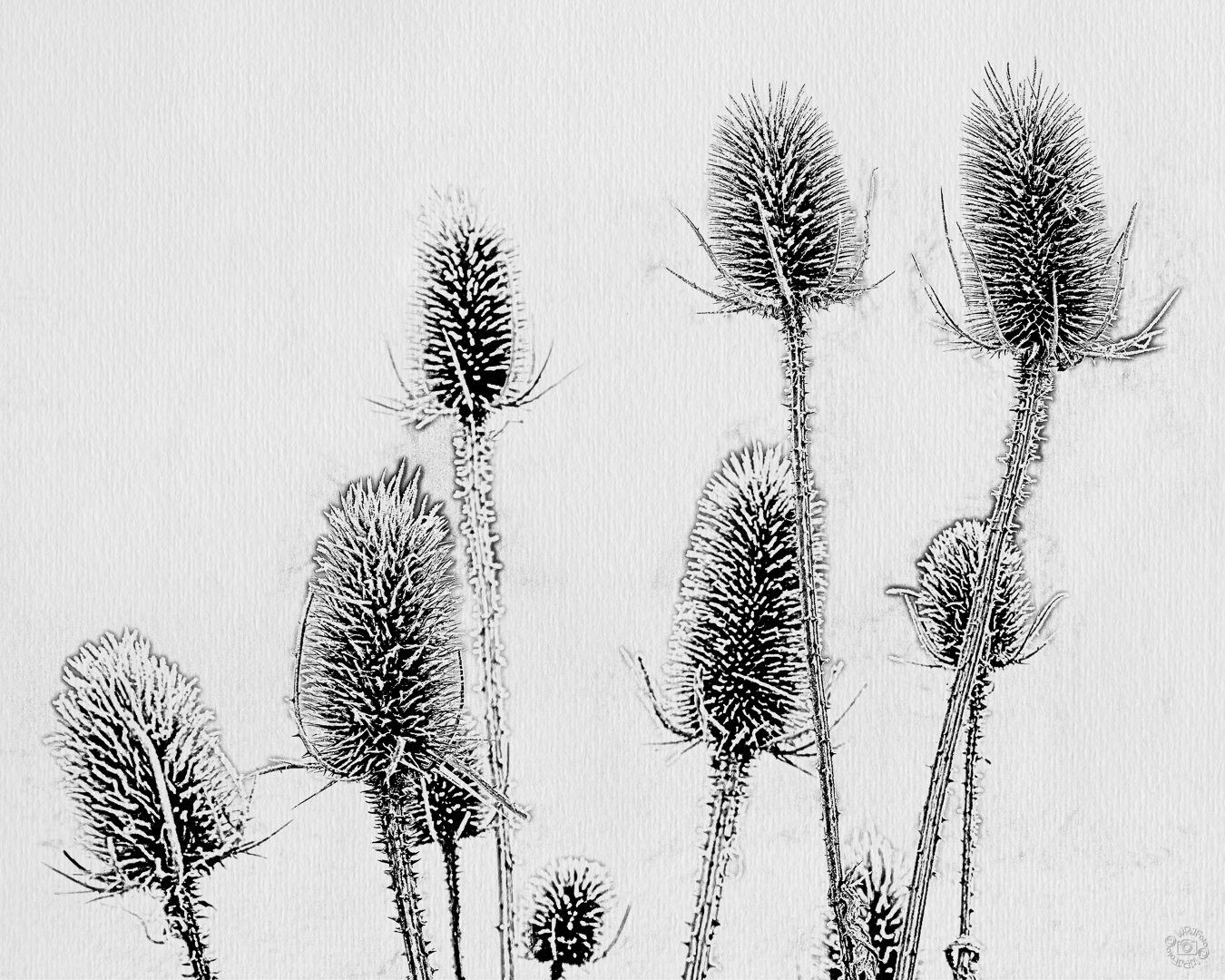 Wild teasels