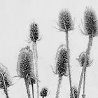 Wild teasels