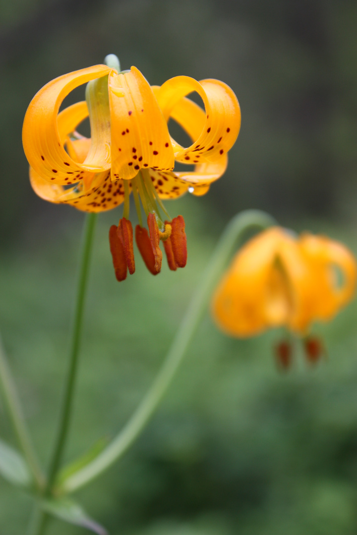 Wild Tiger Lily