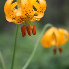 Wild Tiger Lily