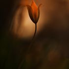 Wild Tulip