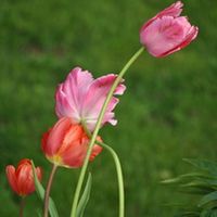 wild tulip