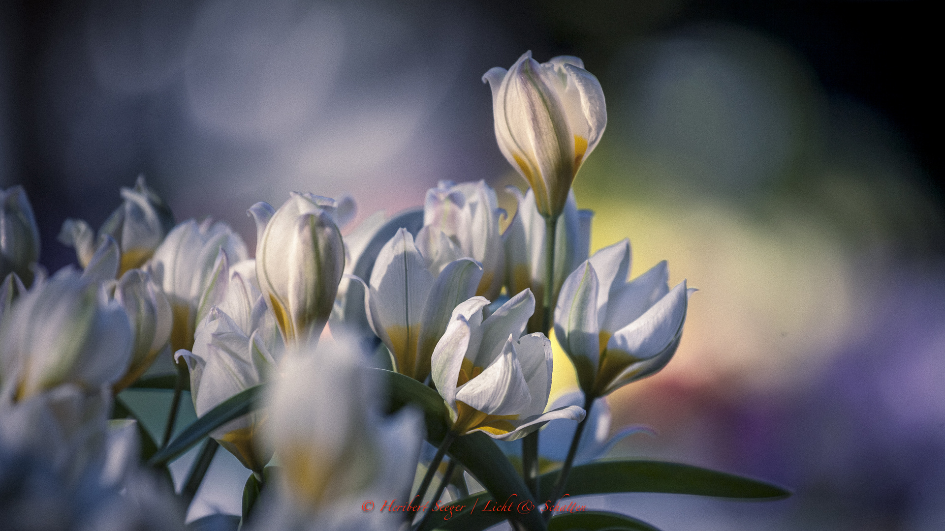 Wild Tulpen