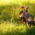 Wild turkey