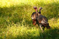 Wild turkey