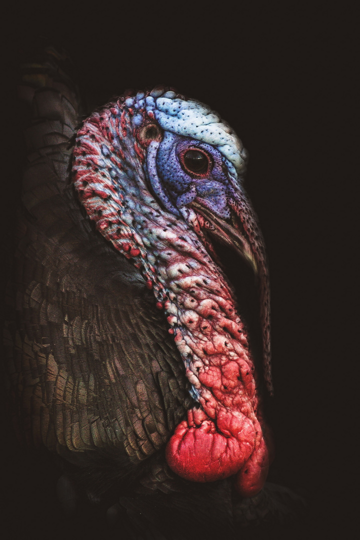 Wild Turkey