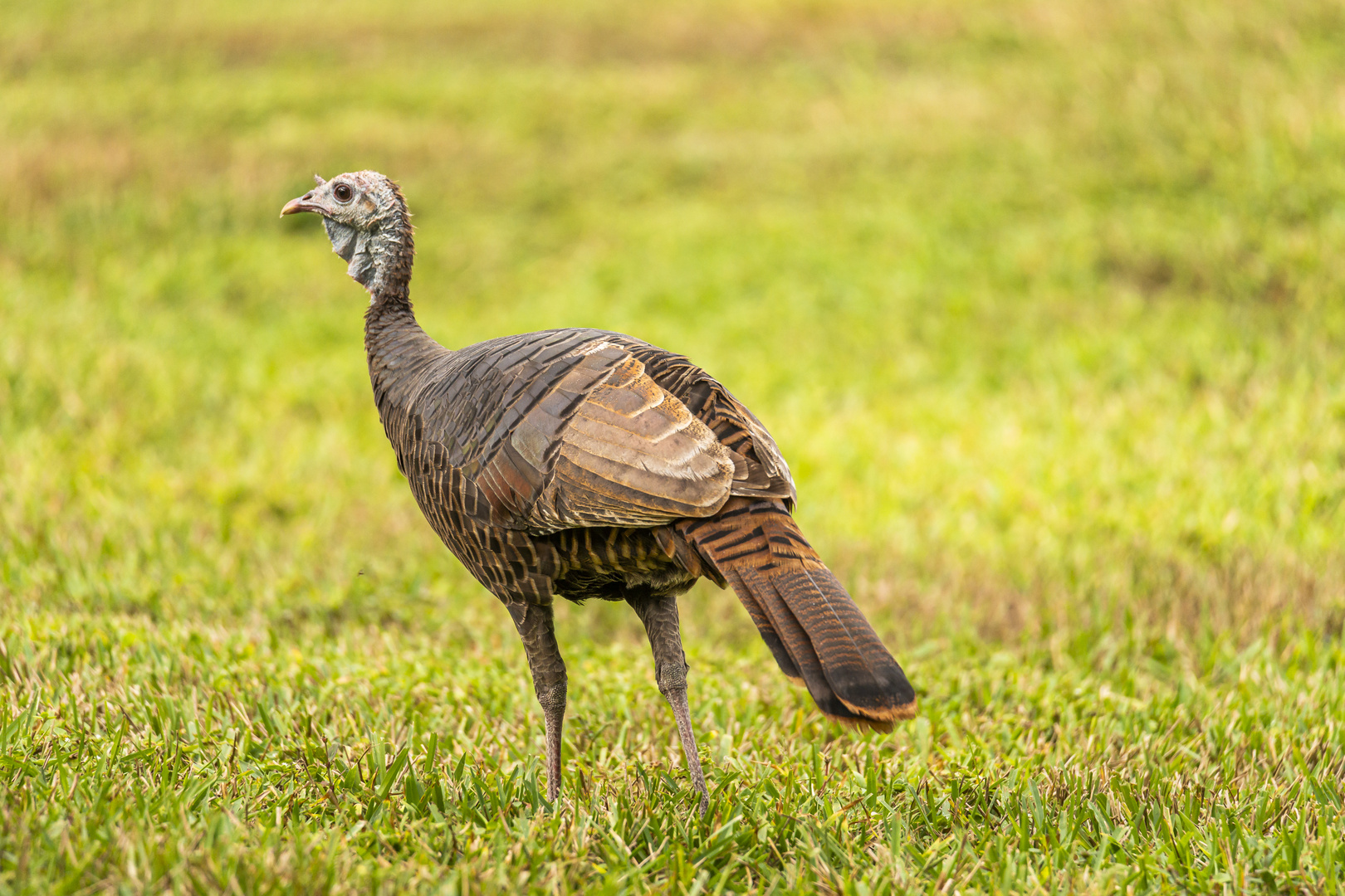 Wild Turkey