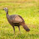 Wild Turkey