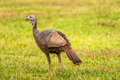 Wild Turkey