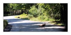 Wild Turkey