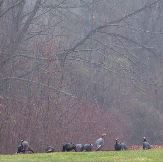 wild turkey in nature