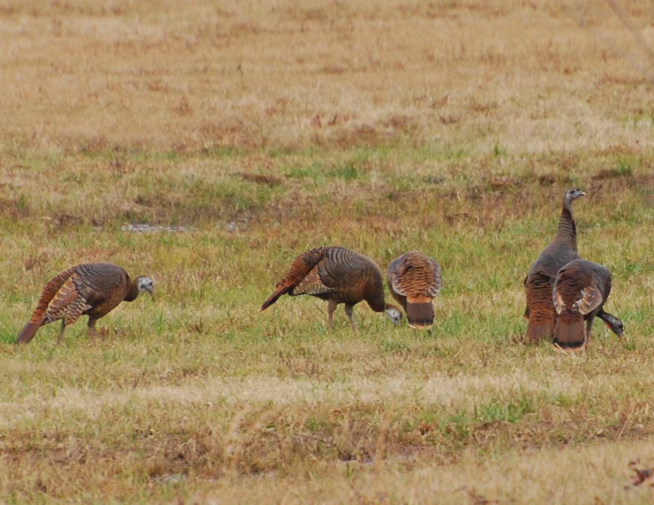 Wild Turkeys