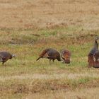 Wild Turkeys