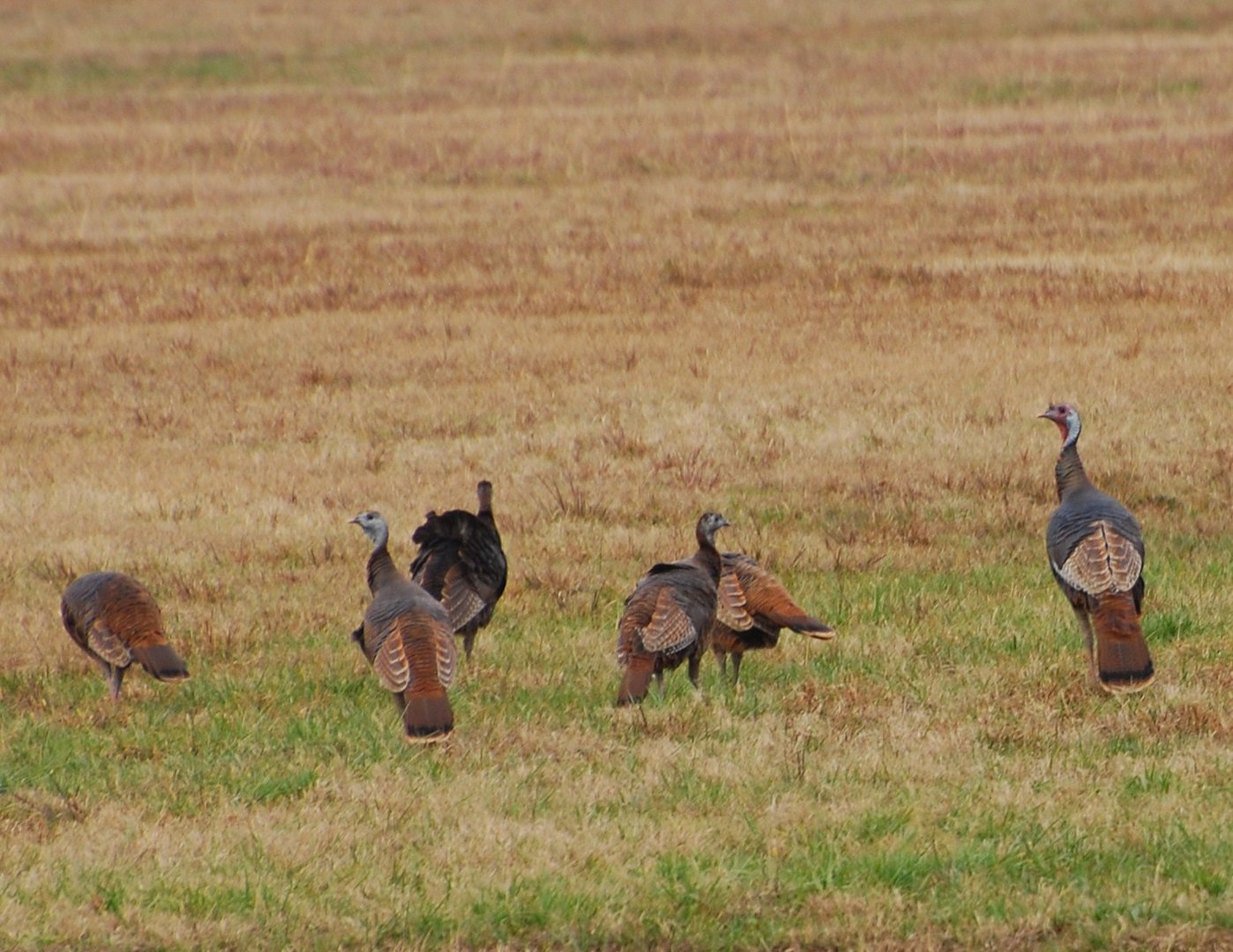 -Wild Turkeys ll