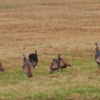 -Wild Turkeys ll