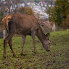 Wild über der Stadt