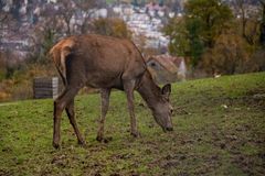 Wild über der Stadt