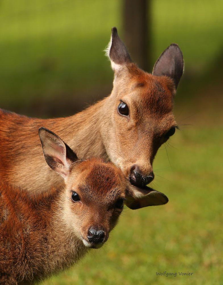 Wild- und Freizeitpark Allensbach