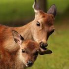 Wild- und Freizeitpark Allensbach