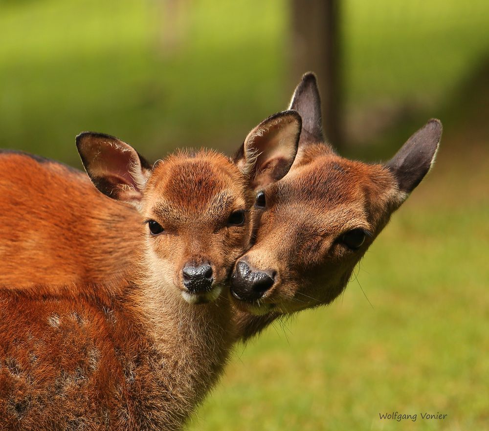 Wild- und Freizeitpark Allensbach