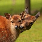 Wild- und Freizeitpark Allensbach