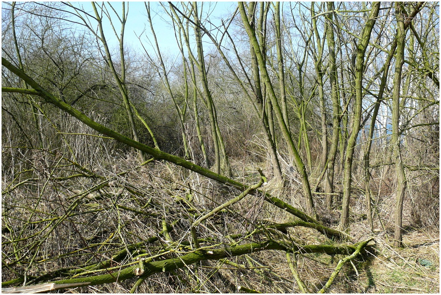 Wild und grün