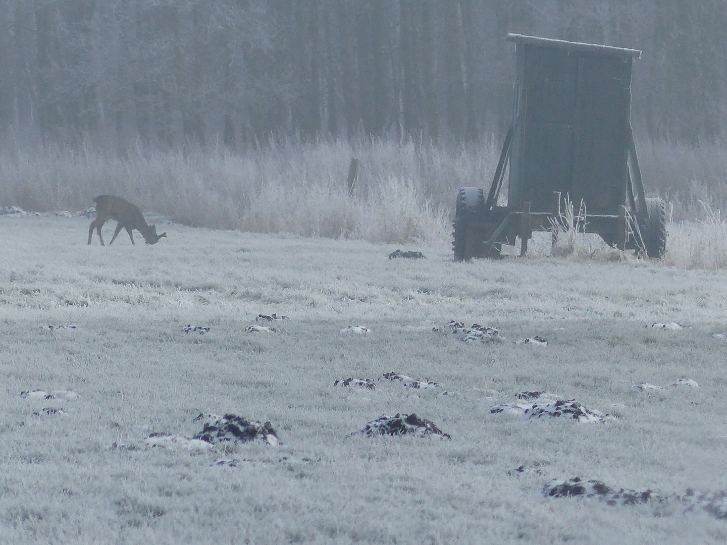 Wild und Jagd