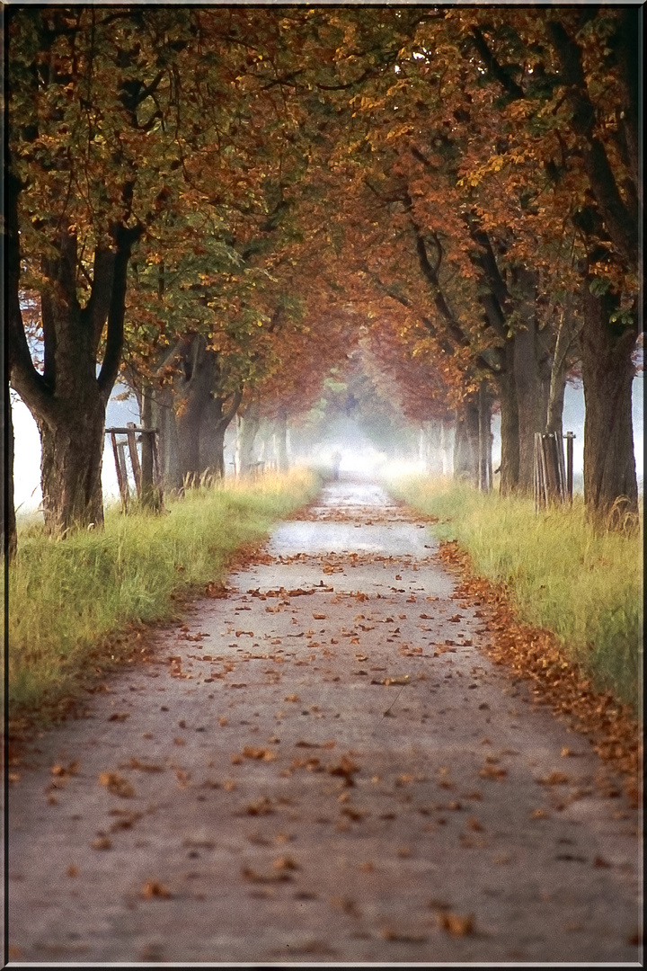 Wild und Nebel Mönchbruch 97 (14)