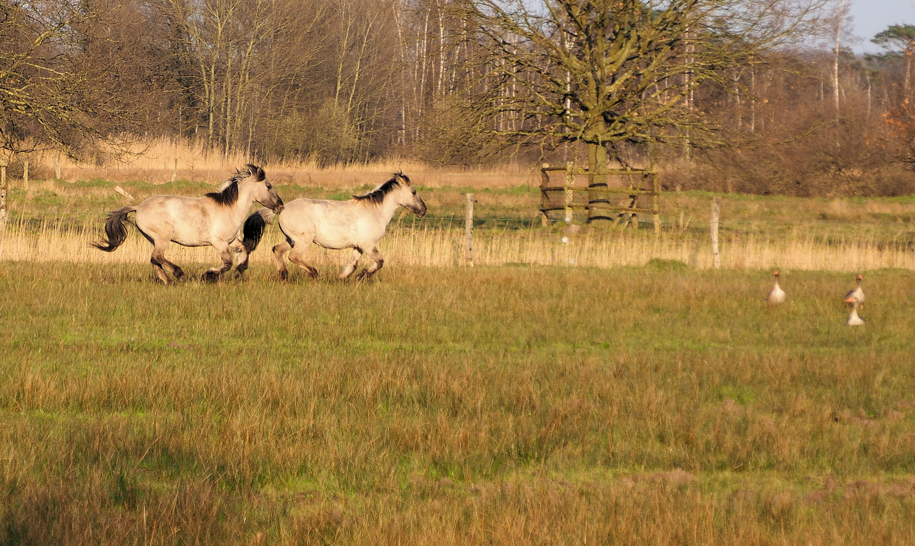 Wild und schön .... 