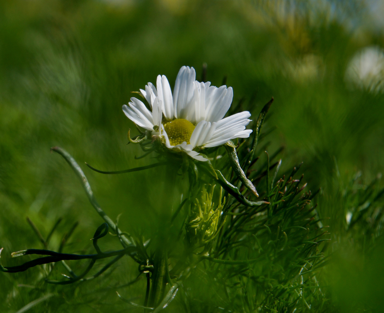 Wild und schön 4